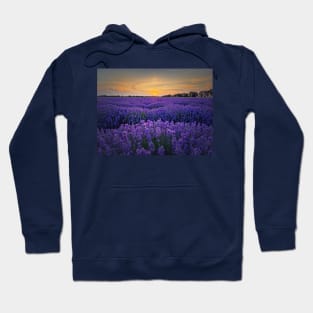 Idyllic lavender field Hoodie